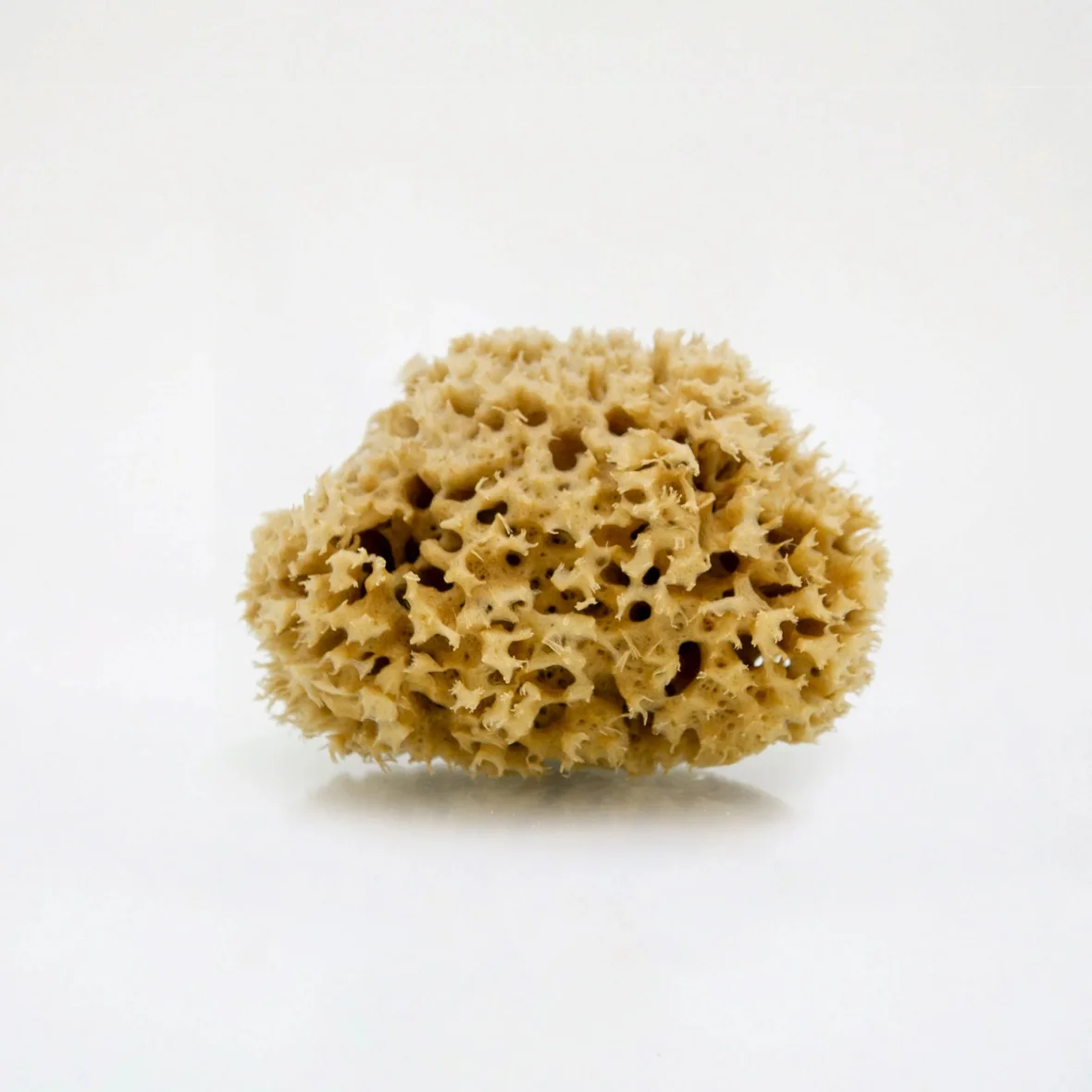 Sea Sponge | EneRay
